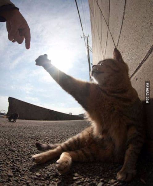 gatos