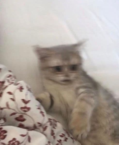gatos