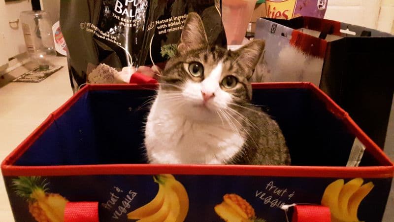 gatos