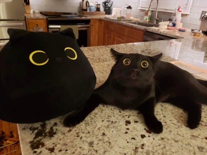 gatos