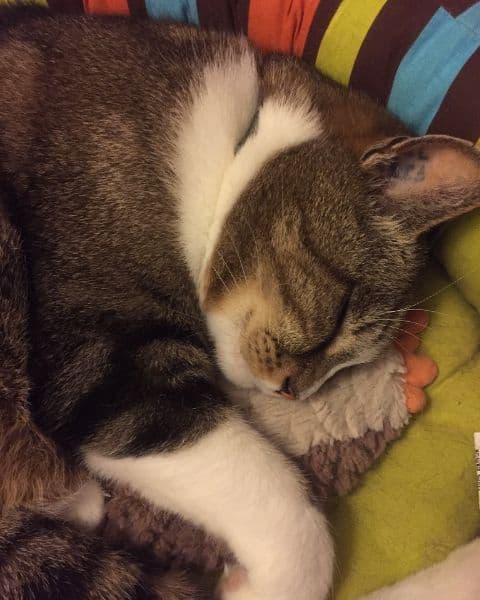 gatos