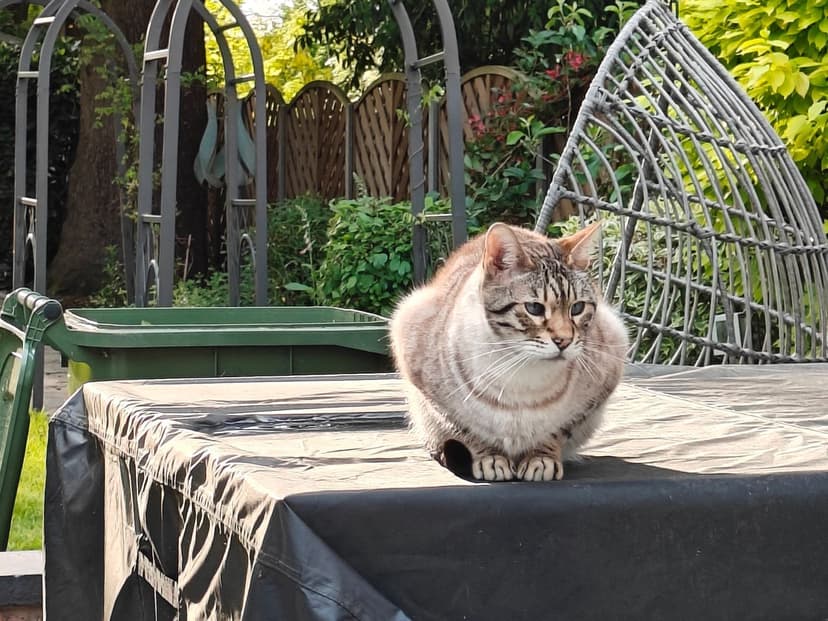 gatos