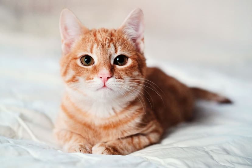 gatos