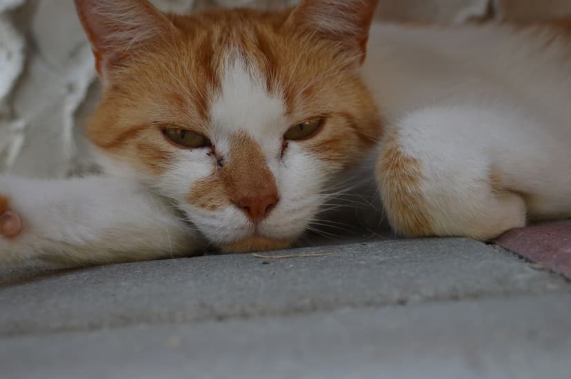 gatos