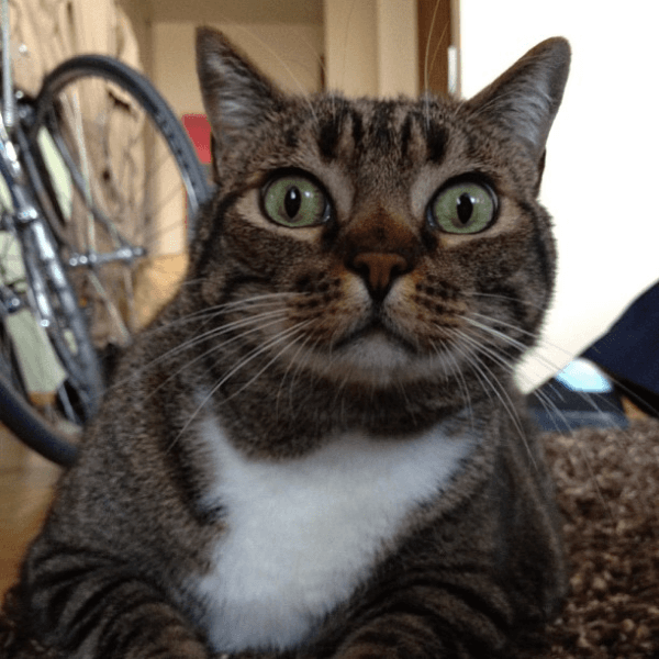 gatos