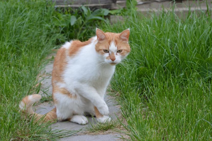 gatos