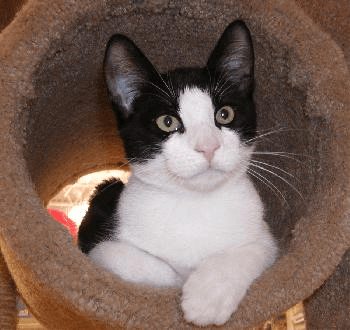 gatos