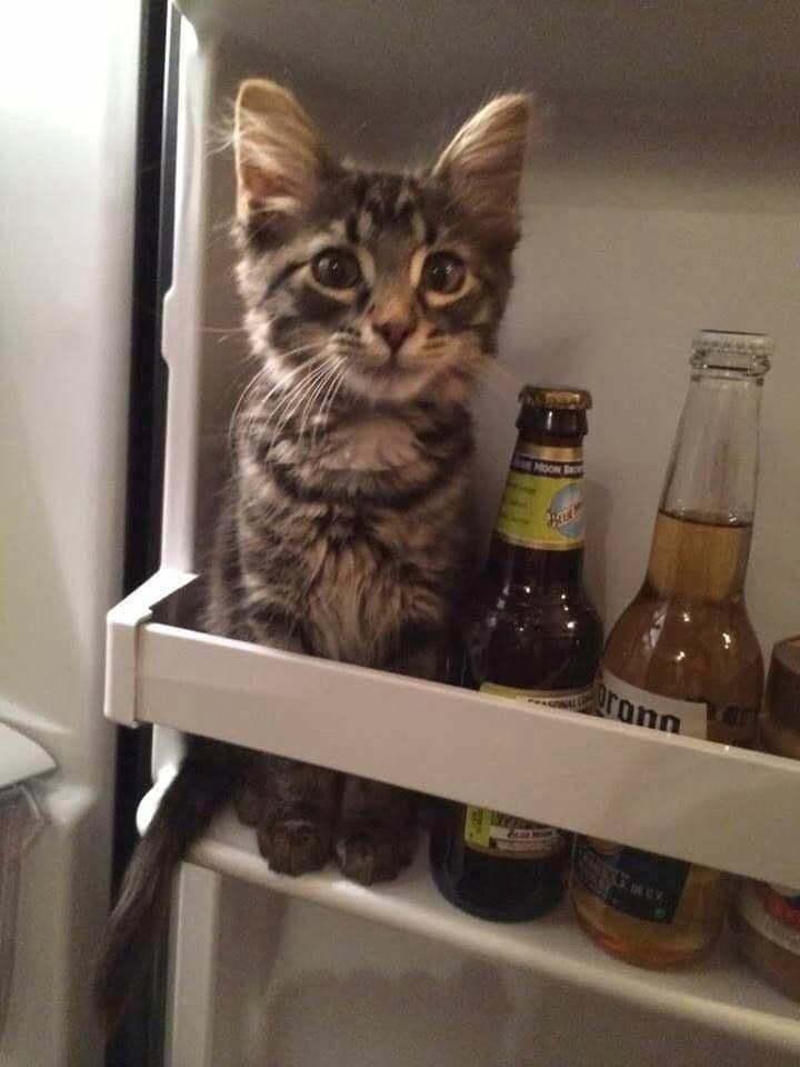gatos