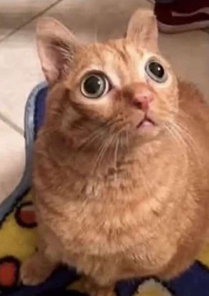 gatos