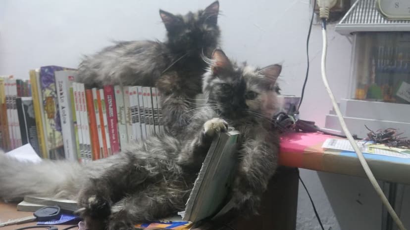 gatos
