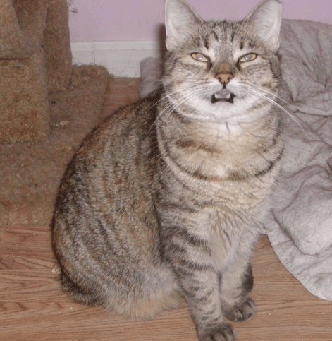 gatos