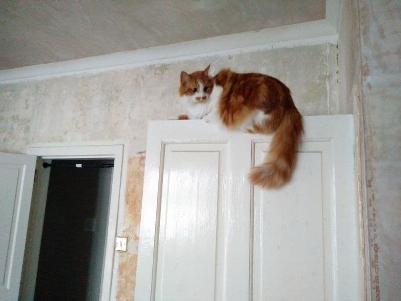 gatos