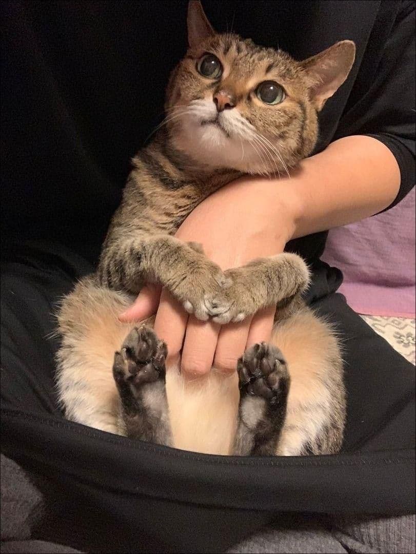 gatos