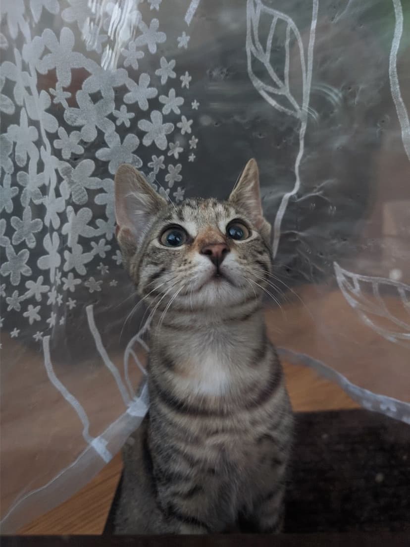 gatos