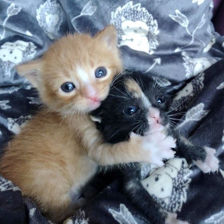 gatos