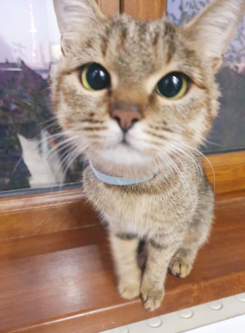 gatos