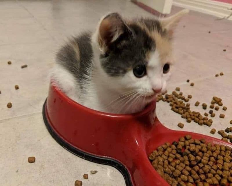 gatos