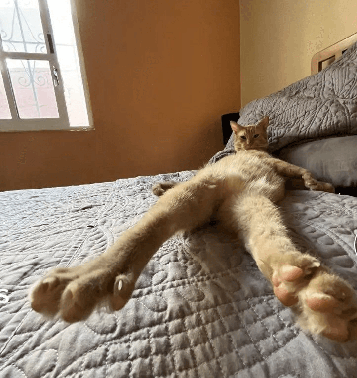 gatos
