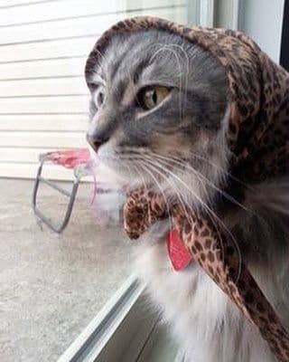 gatos