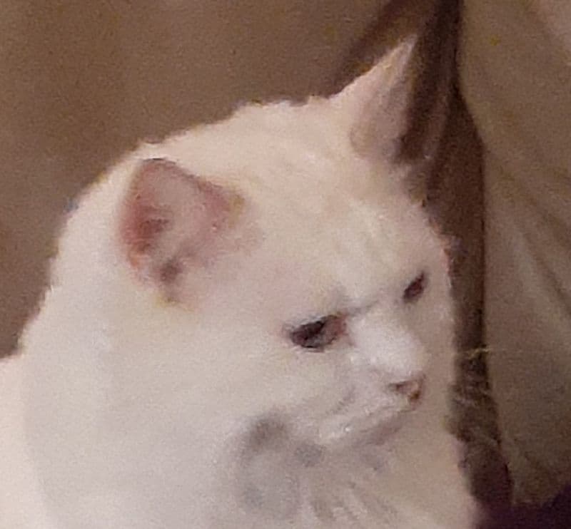 gatos