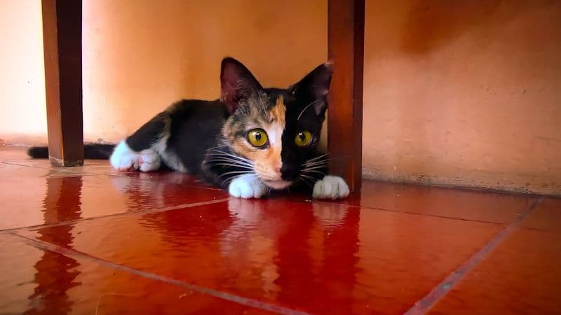 gatos