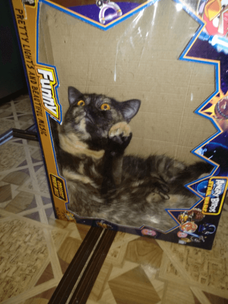gatos
