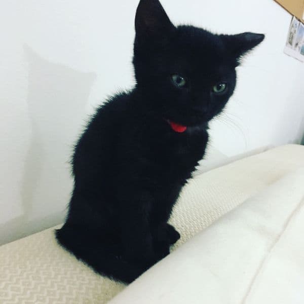 gatos