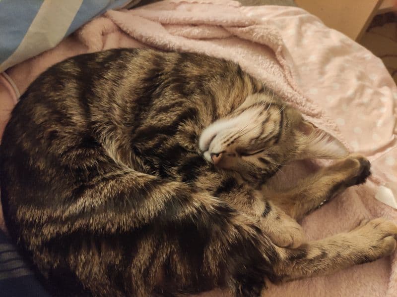 gatos