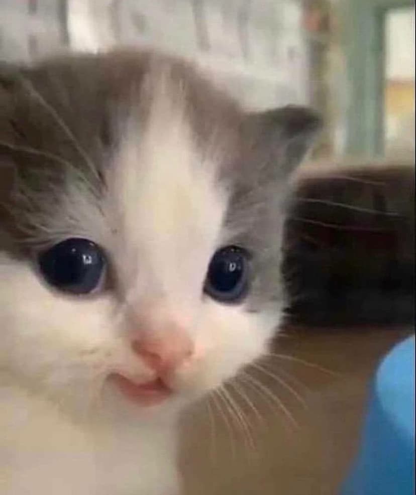 gatos