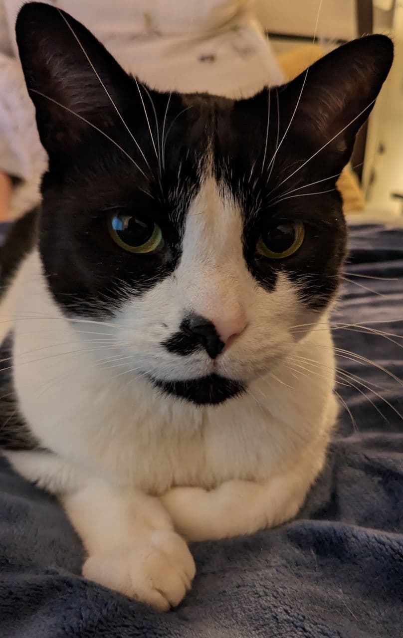 gatos