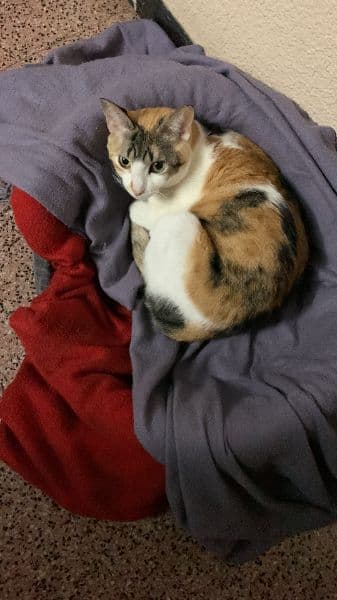 gatos