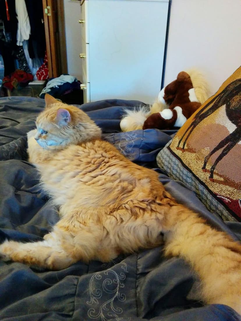 gatos