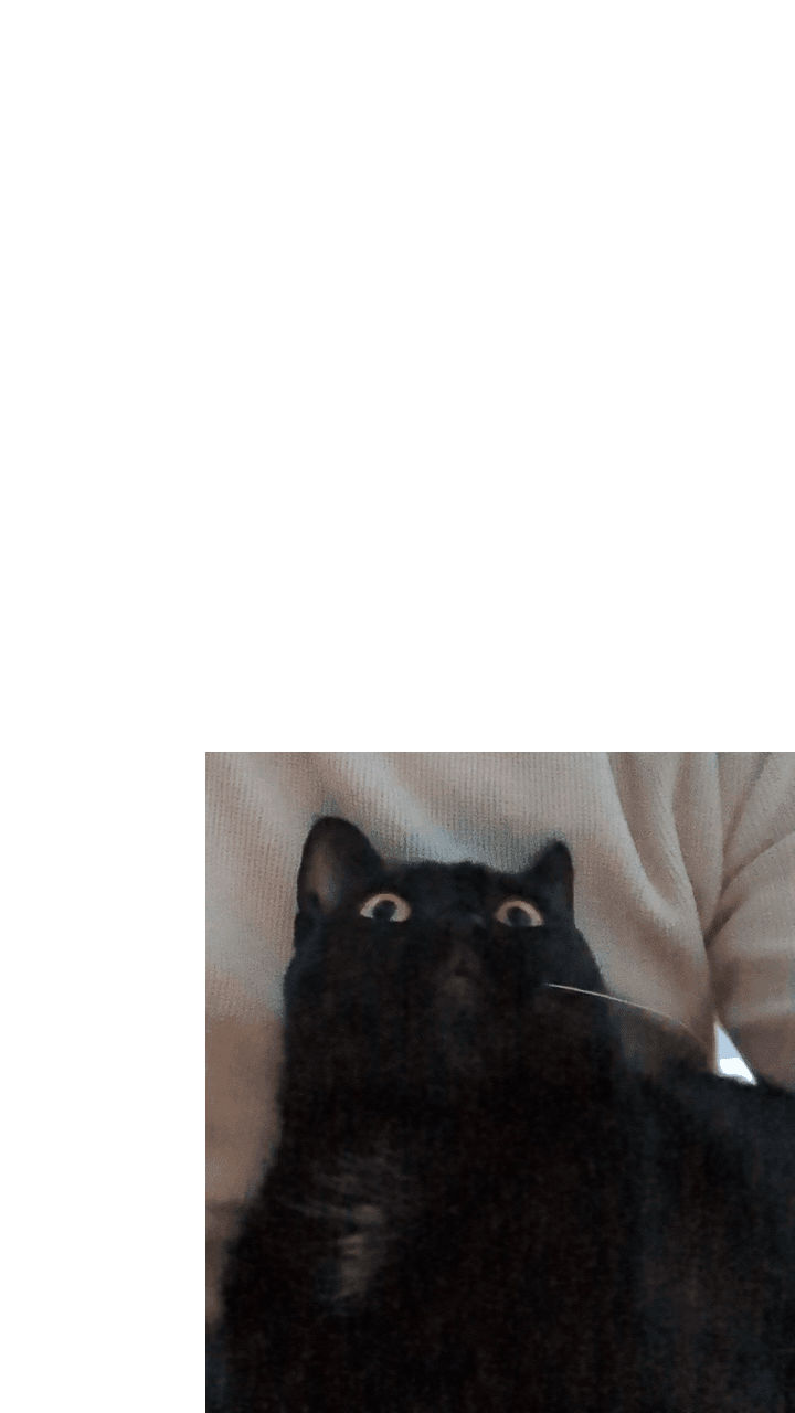 gatos