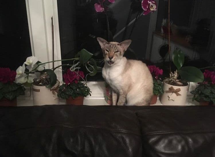 gatos
