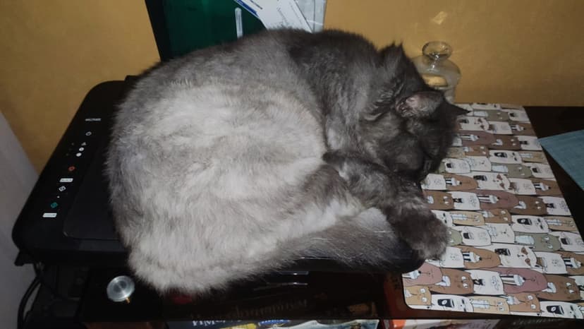 gatos