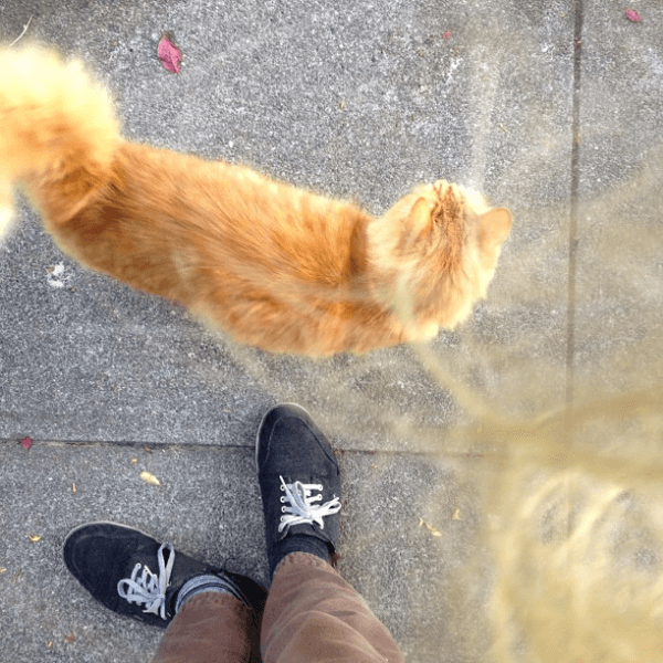 gatos