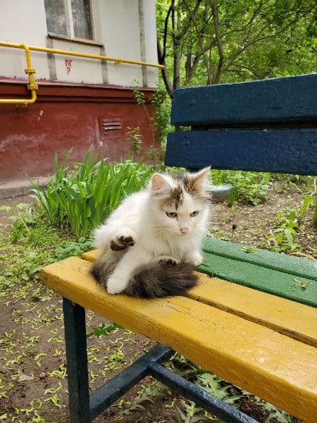 gatos