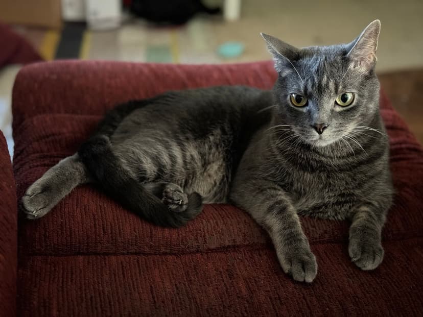 gatos