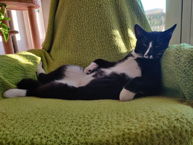 gatos