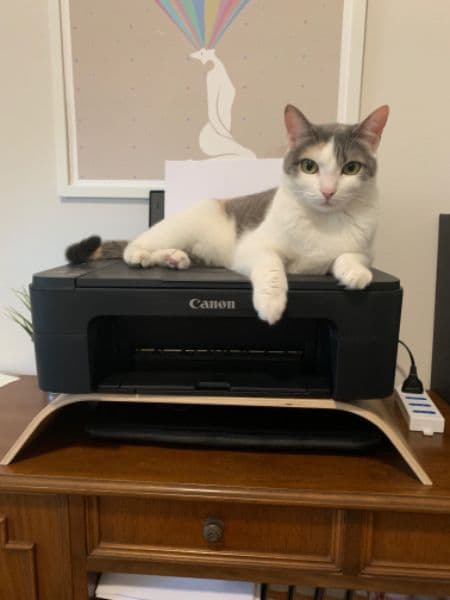 gatos