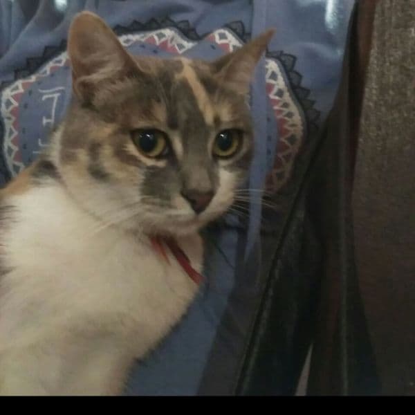 gatos