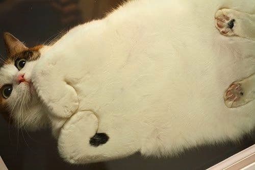 gatos