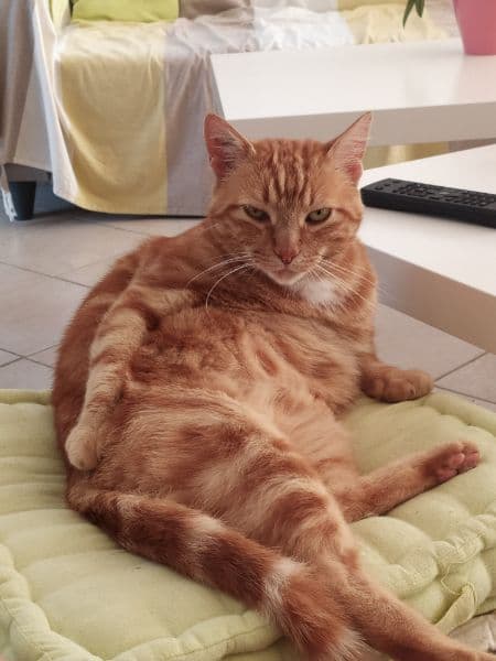 gatos