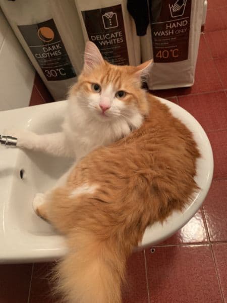 gatos