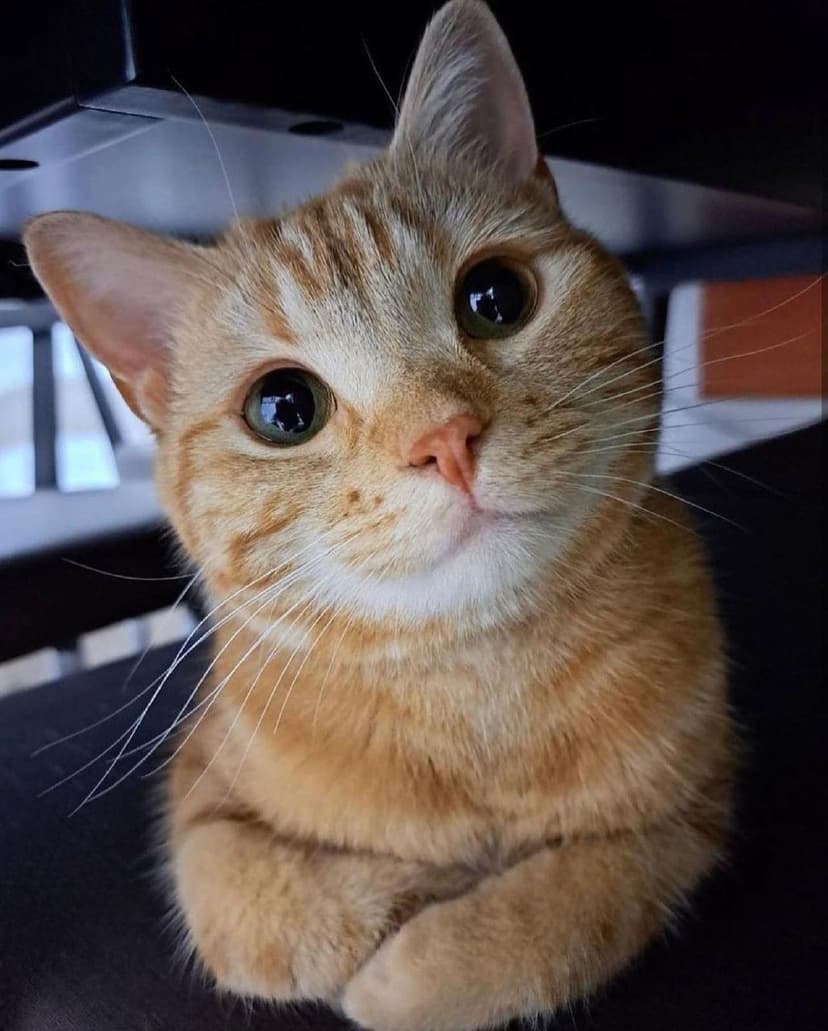 gatos