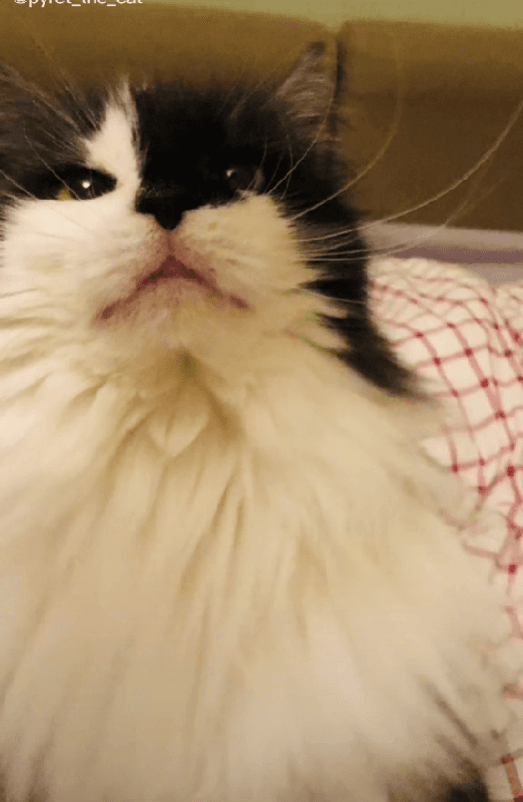 gatos