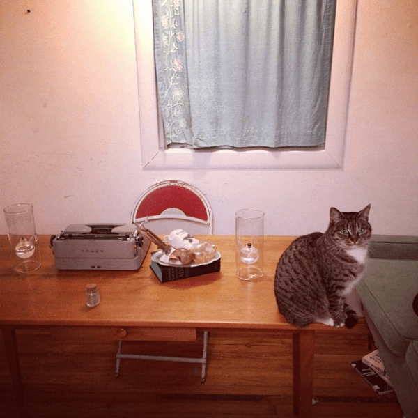 gatos