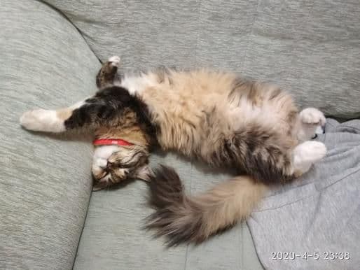 gatos