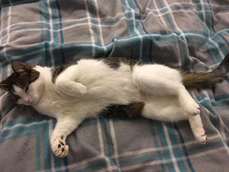 gatos