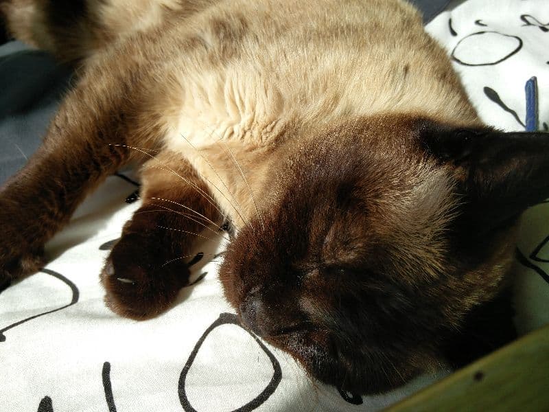 gatos